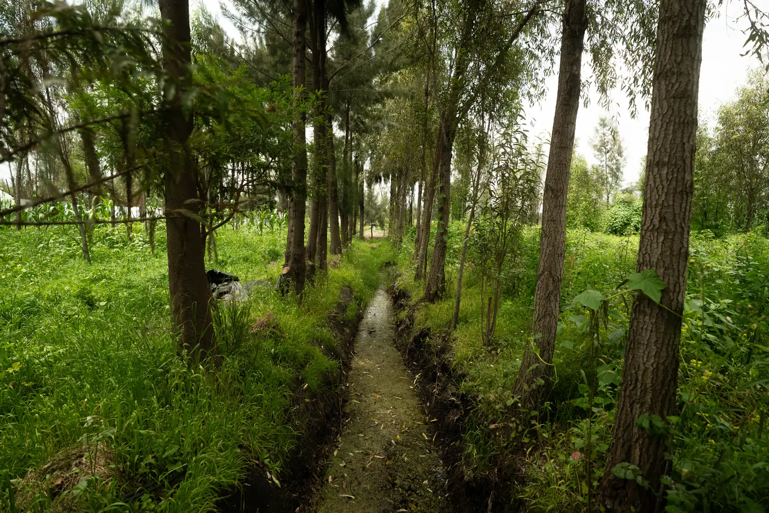 Xochimilco