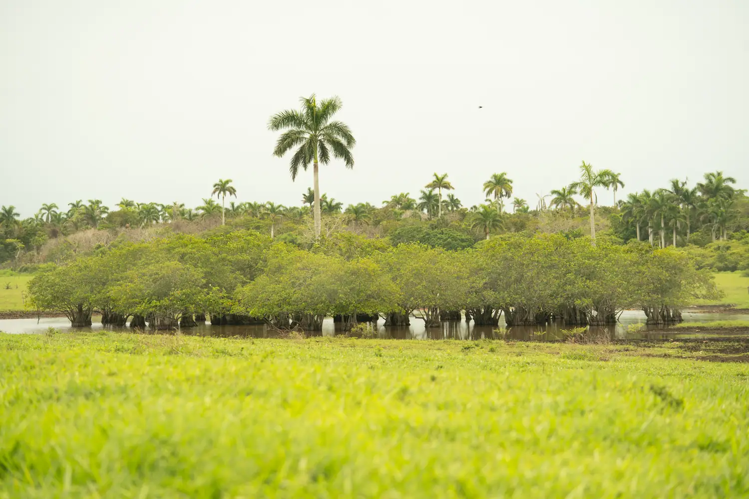 Mangles yucatan